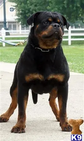 Rottweiler stud dog